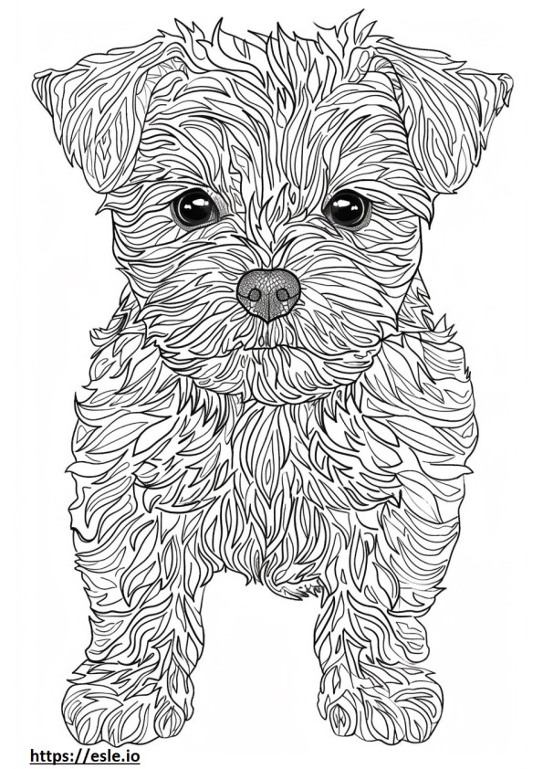 Affenpinscher Friendly coloring page