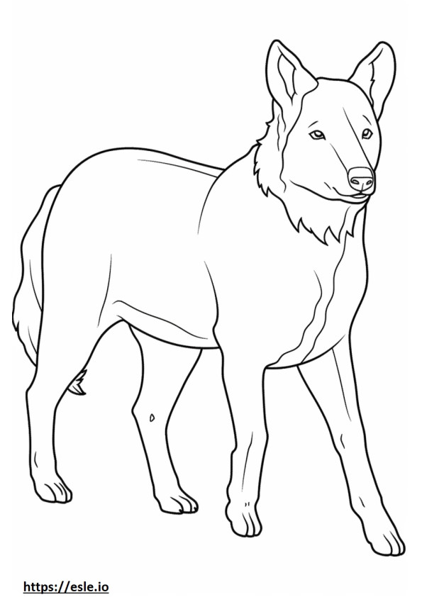 Border Collie Playing coloring page