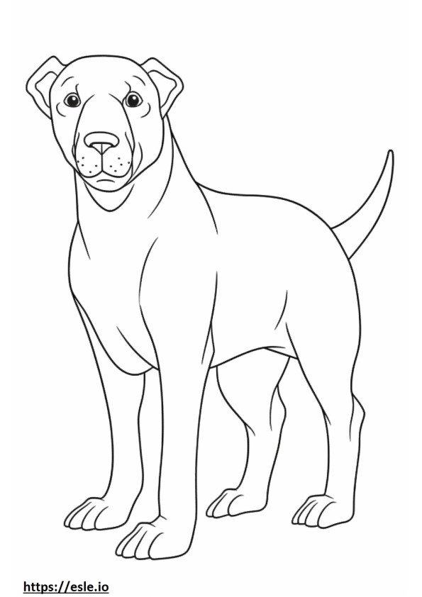 Bordoodle full body coloring page