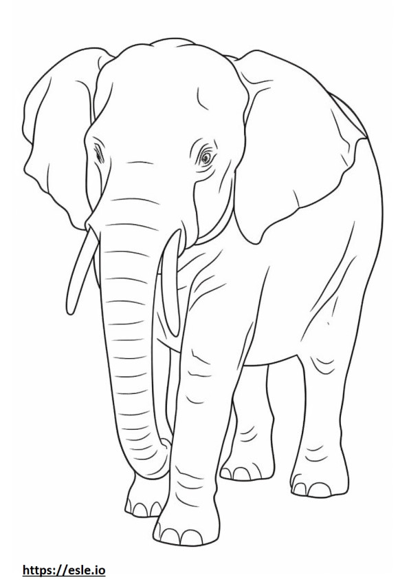 Borneo Elephant cute coloring page