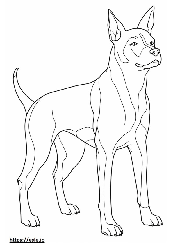 Boston Terrier full body coloring page