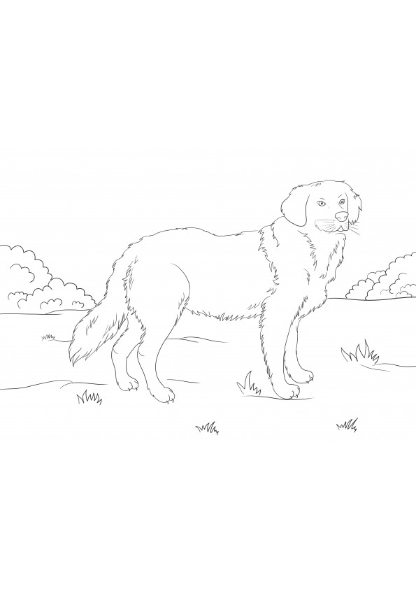 Golden retriever easy to download coloring sheet for kids