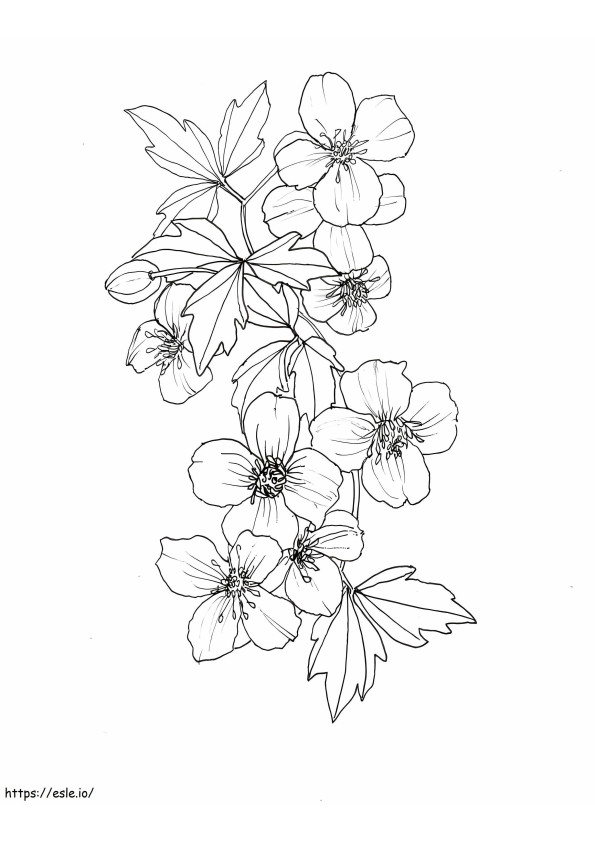 Clematis Perfecta coloring page