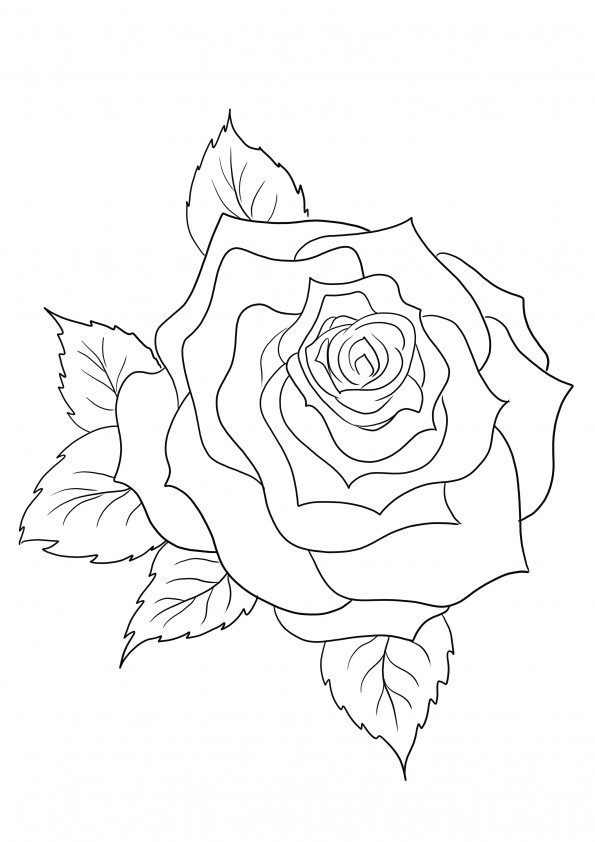 Beautiful simply to color a Rose sheet to print or download