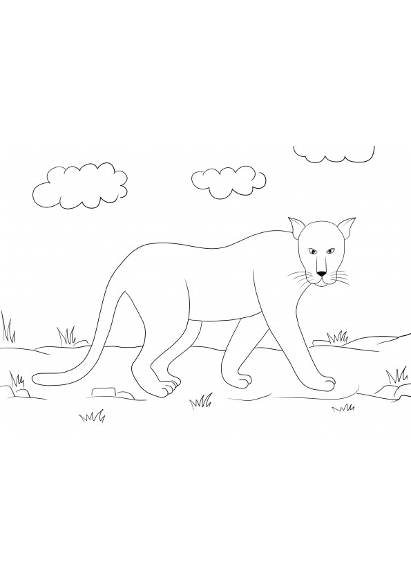 Free black and white Panther coloring image to download or print