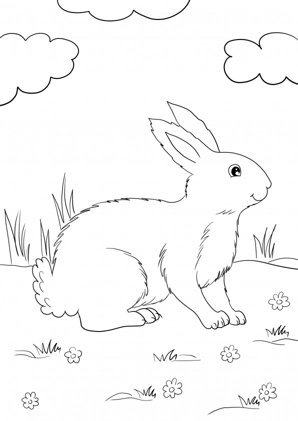 Cute White Rabbit freebie easy to print and color and learn about rabbits