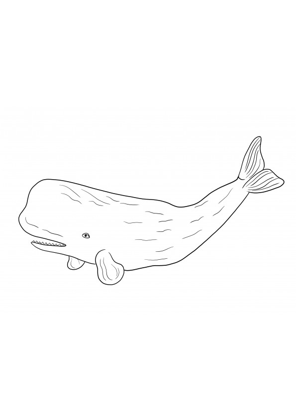 Sperm Whale-free printable for coloring image to use for kids