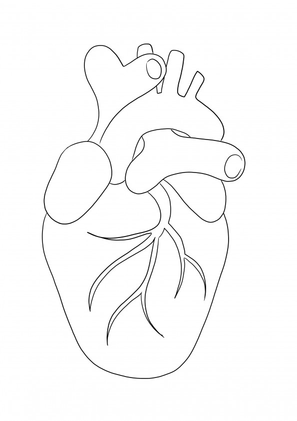 Human Heart-a free printable for coloring for kids to learn about anatomy