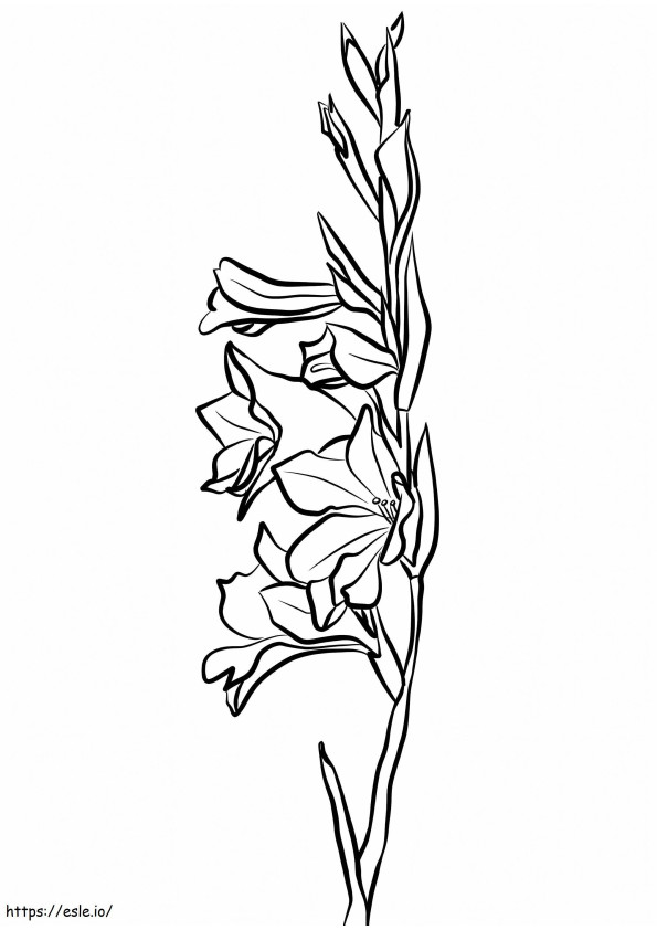 Gladiolus Flowers coloring page