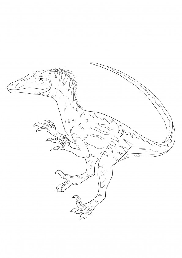 Big Velociraptor to download free and to color picture