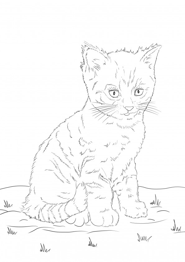 Cute kitten to print and color for free picture