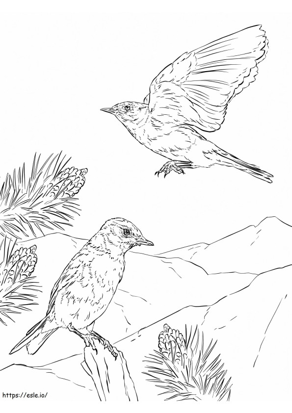 Mountain Bluebirds coloring page