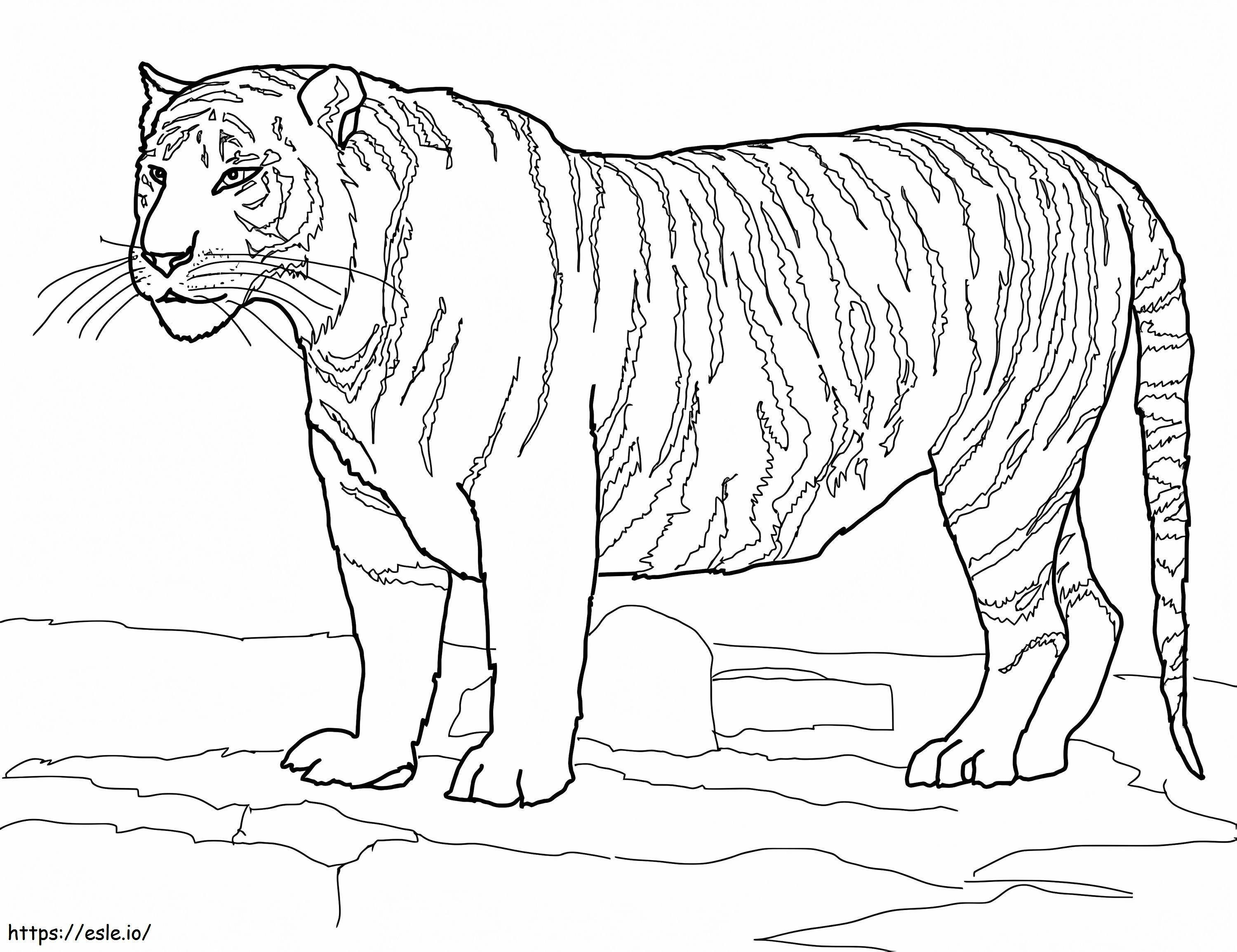 White Bengal Tiger coloring page