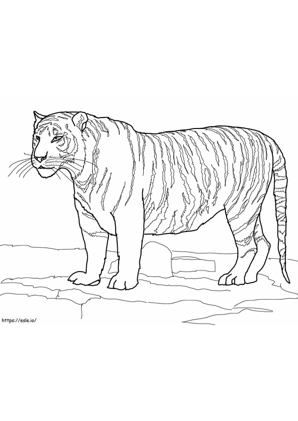 Coloriage Tigre blanc du Bengale à imprimer dessin