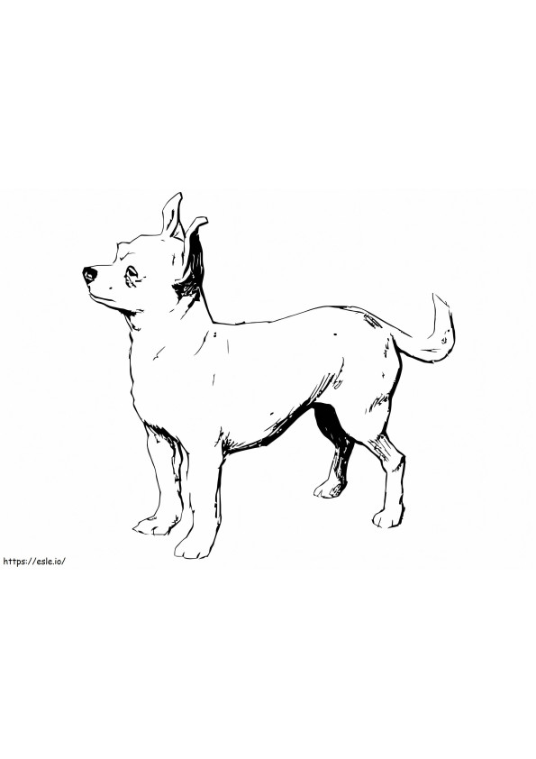 Chihuahua realista para colorir