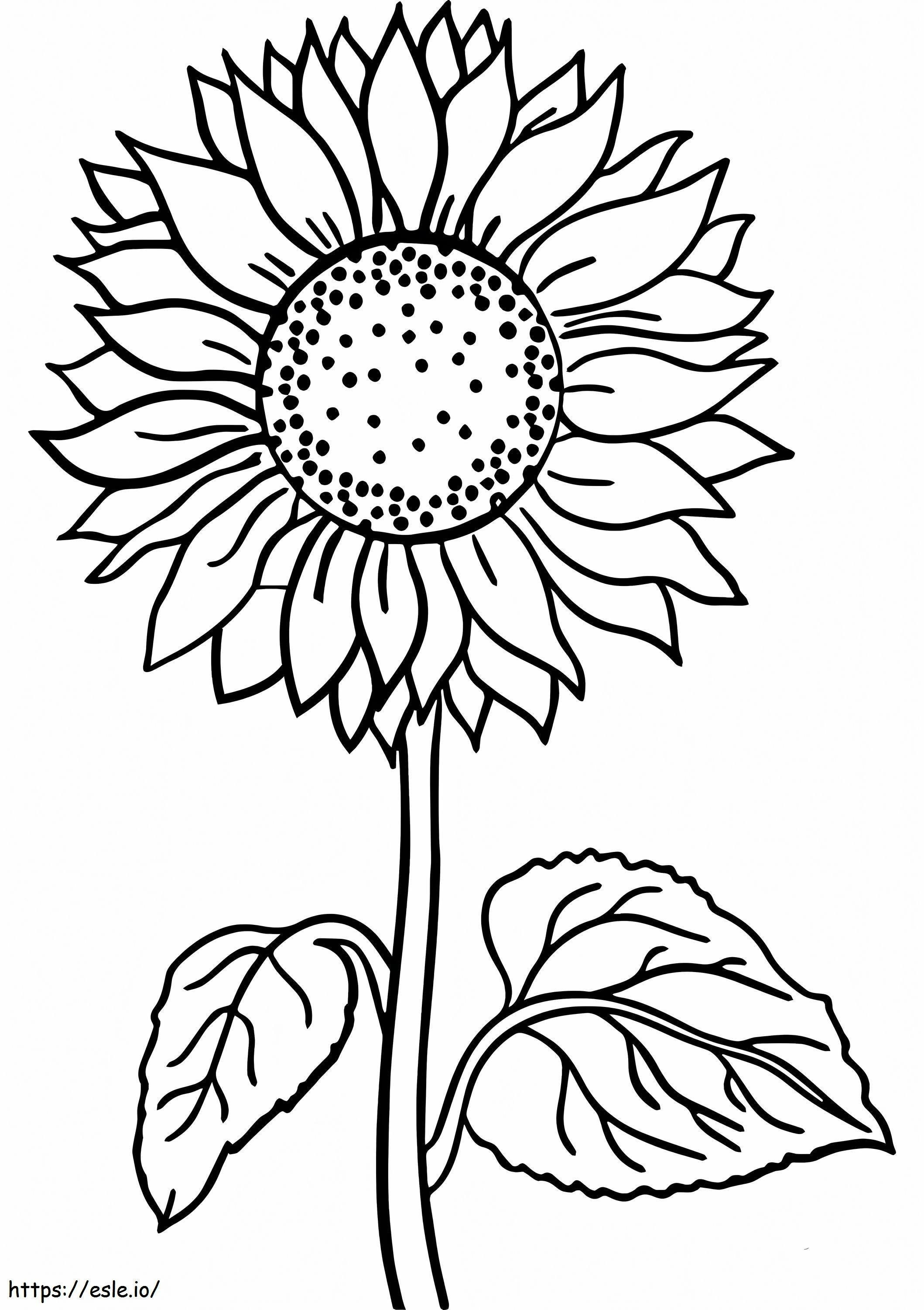 Basic Sunflower coloring page