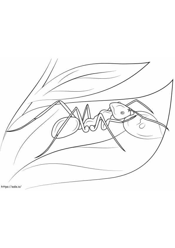 Ant Sleeping On The Leaf coloring page