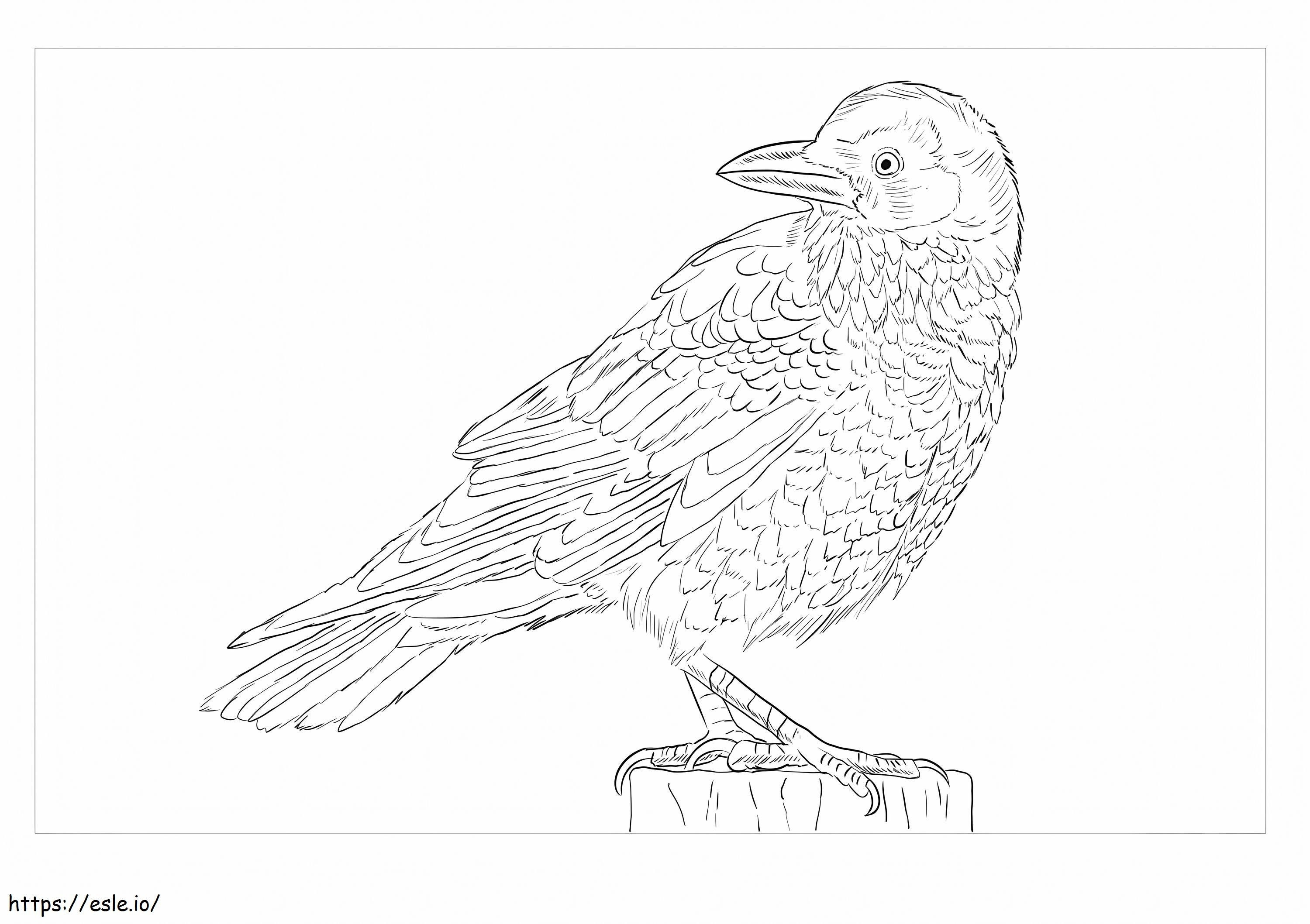 Raven Is For Adults coloring page