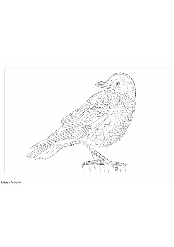 Coloriage Raven est pour les adultes à imprimer dessin