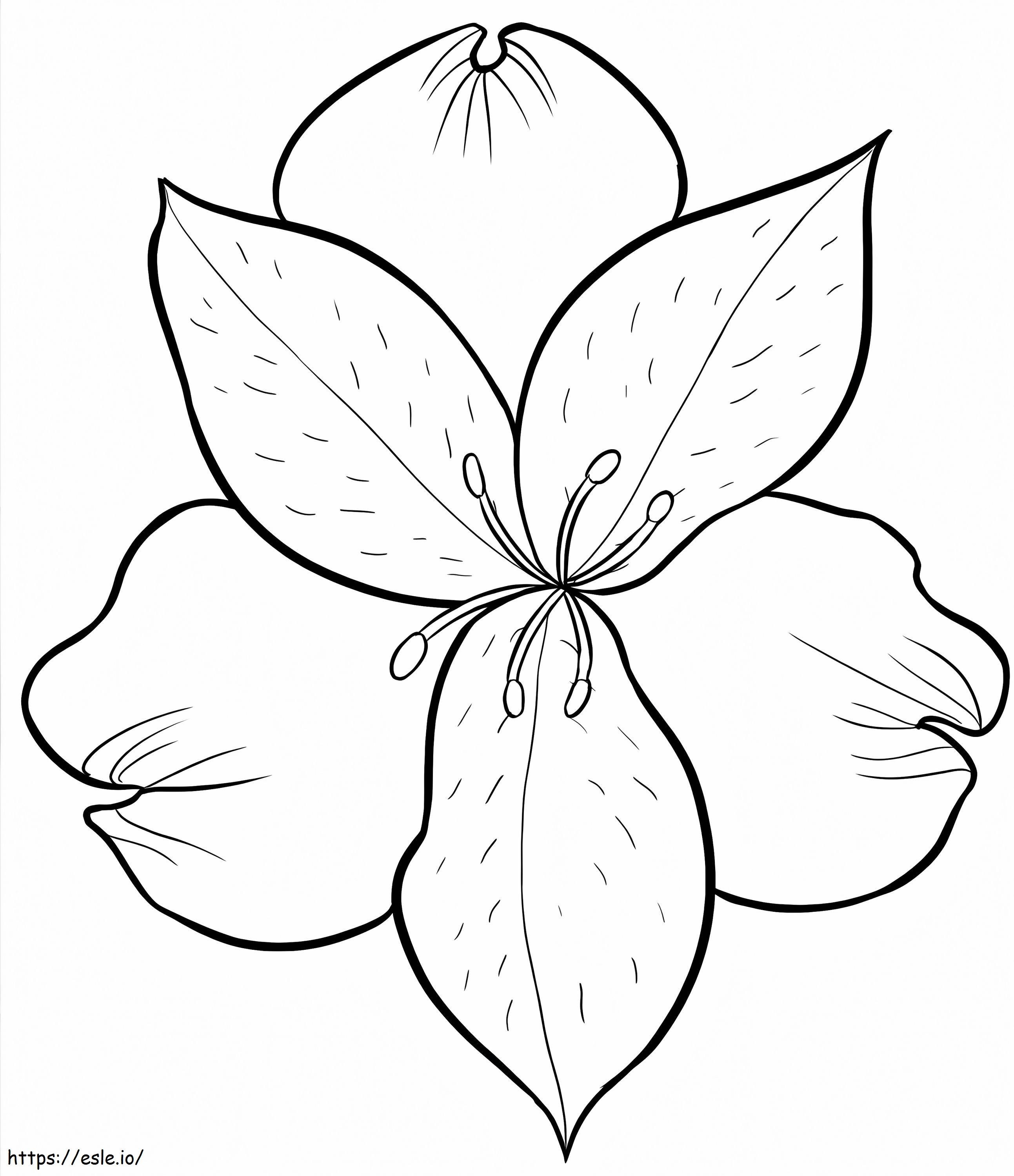 Lily Peru Gambar Mewarnai