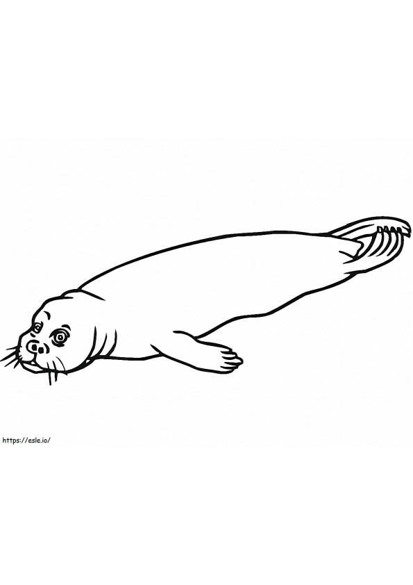 Normal Harbor Seal coloring page