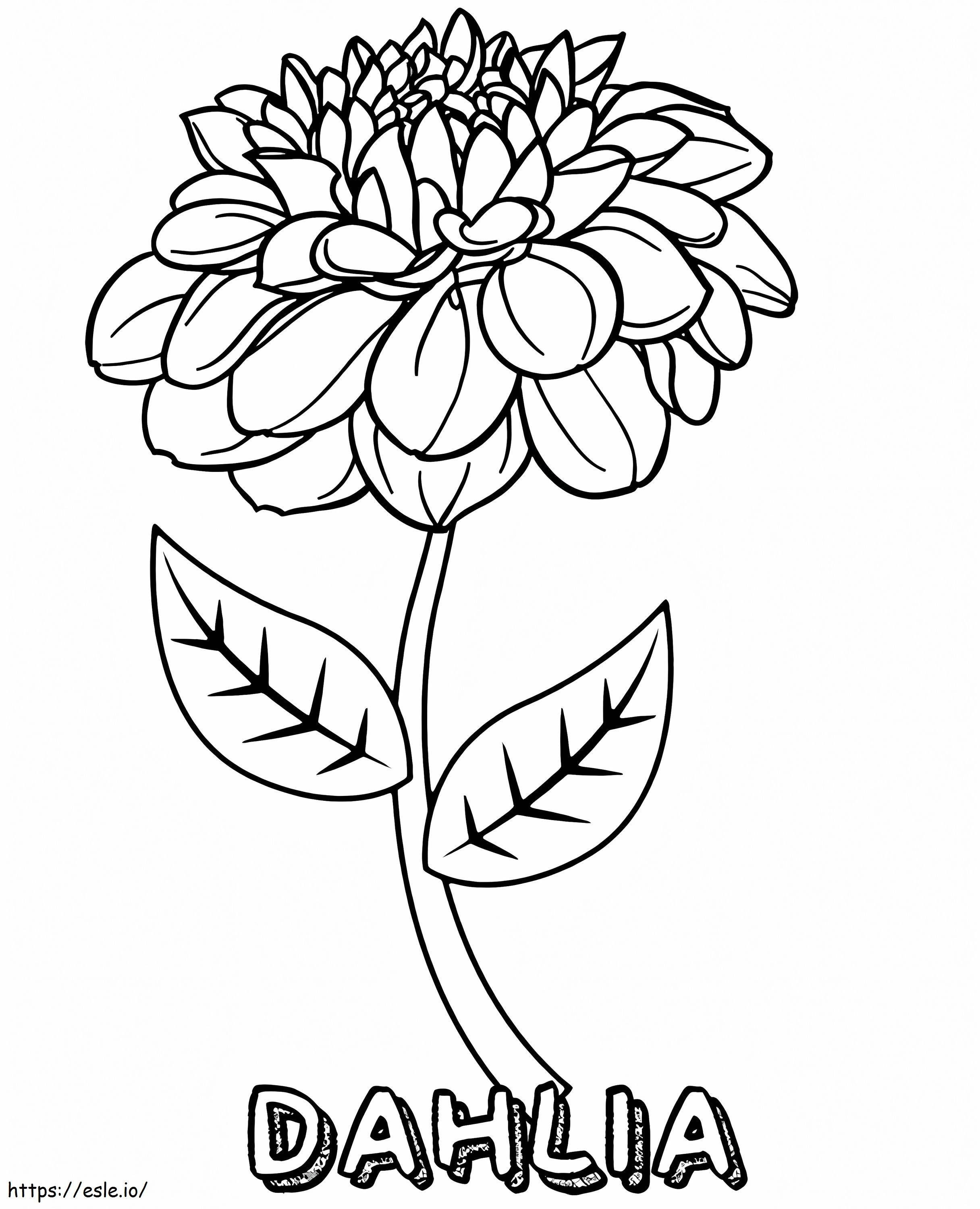 Floarea Dahlia de colorat