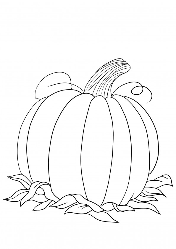 A blank pumpkin free printable for easy coloring