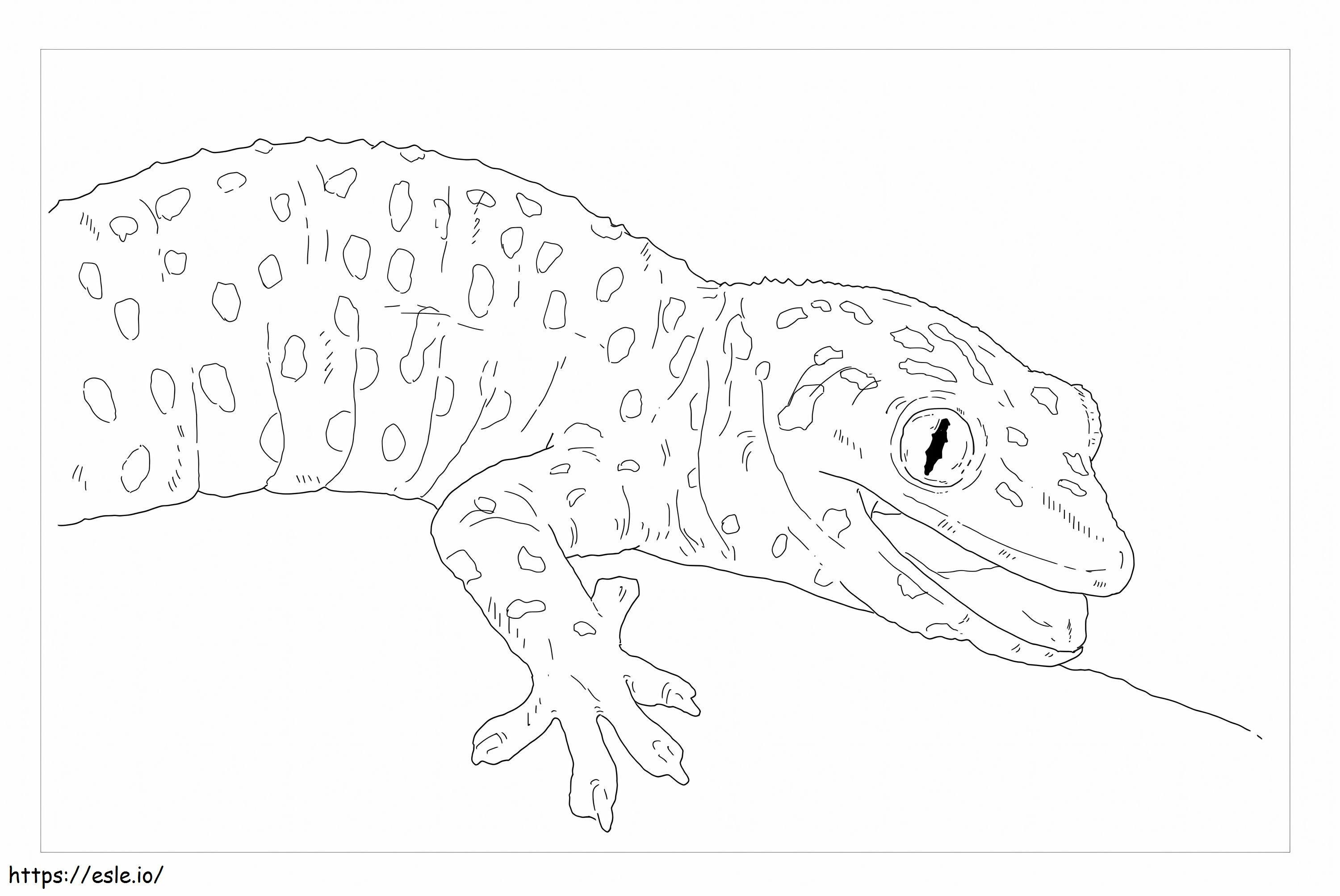 Tokay Gecko coloring page