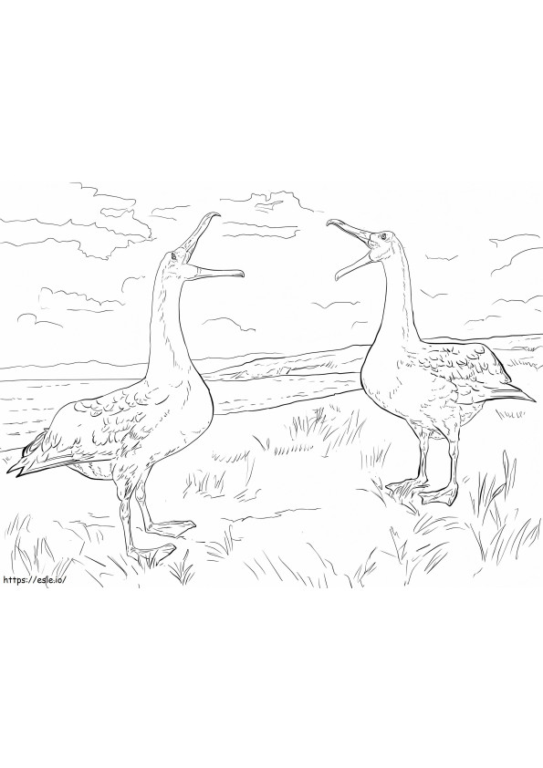 Tarian Kawin Albatros