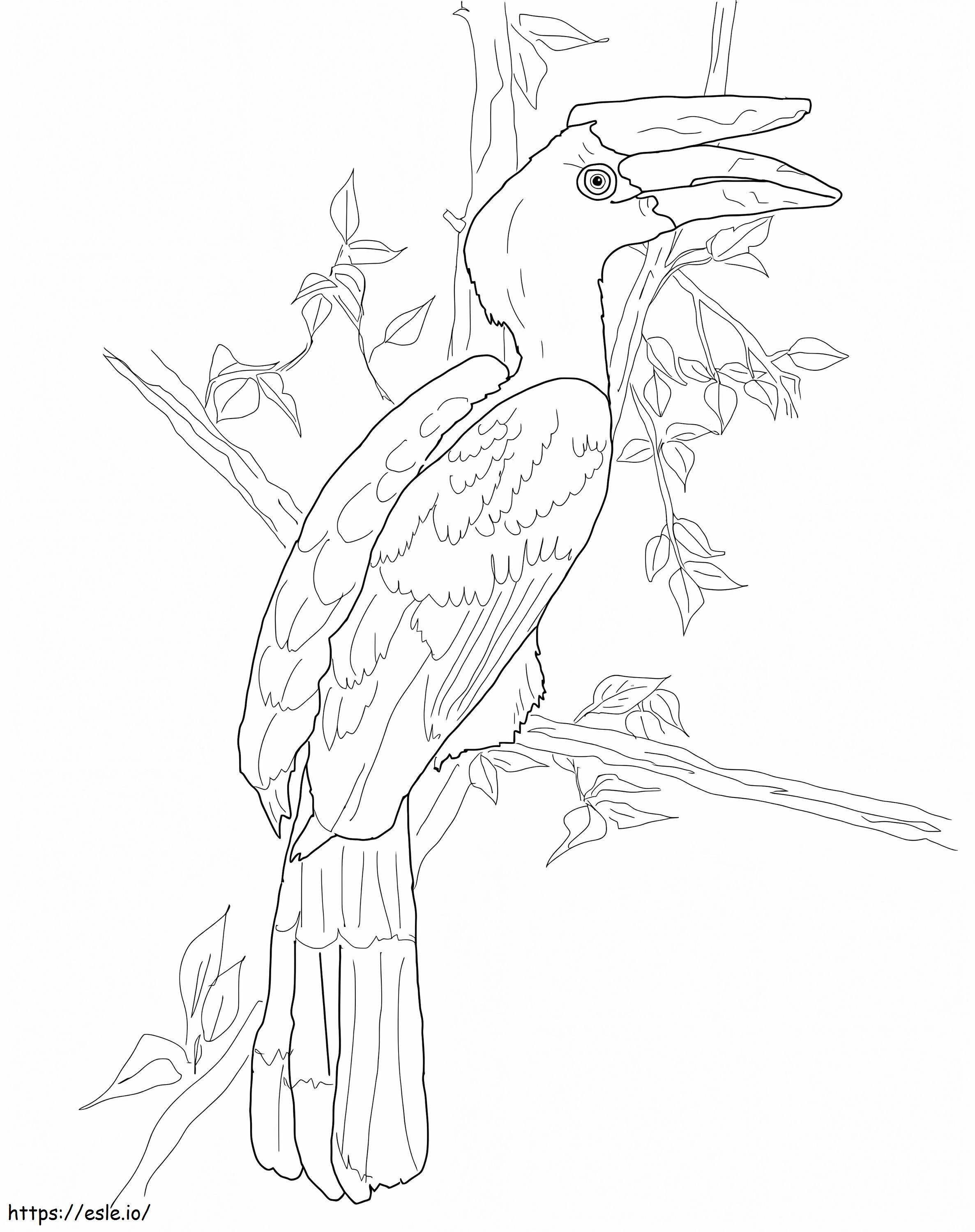 Rhinoceros Hornbill 2 Coloring Page - Free Printable PDF