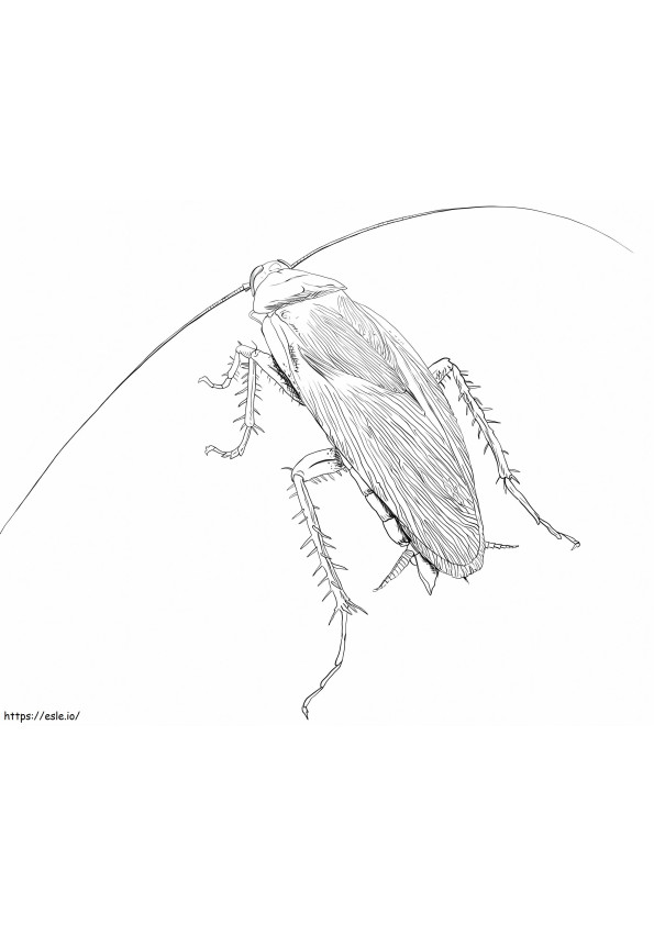 An American Cockroach coloring page