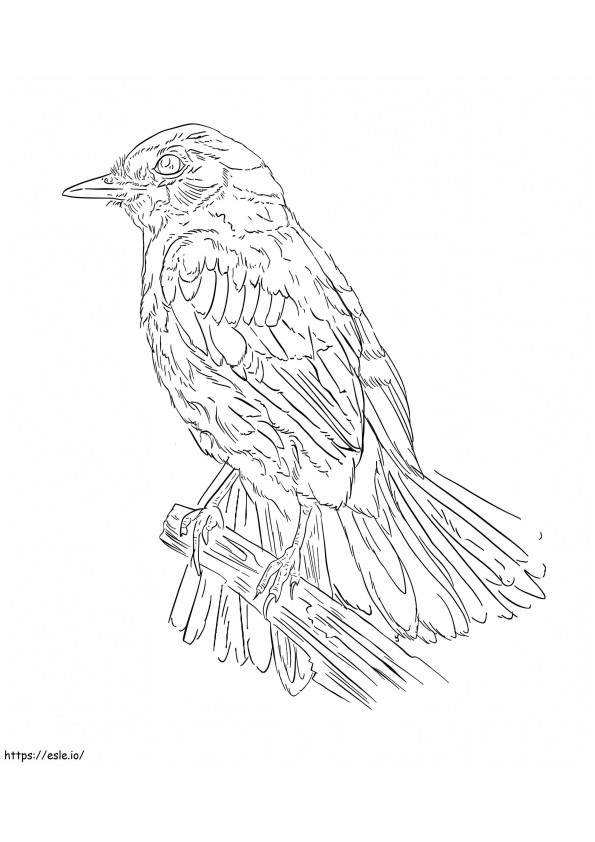 Szary Fantail