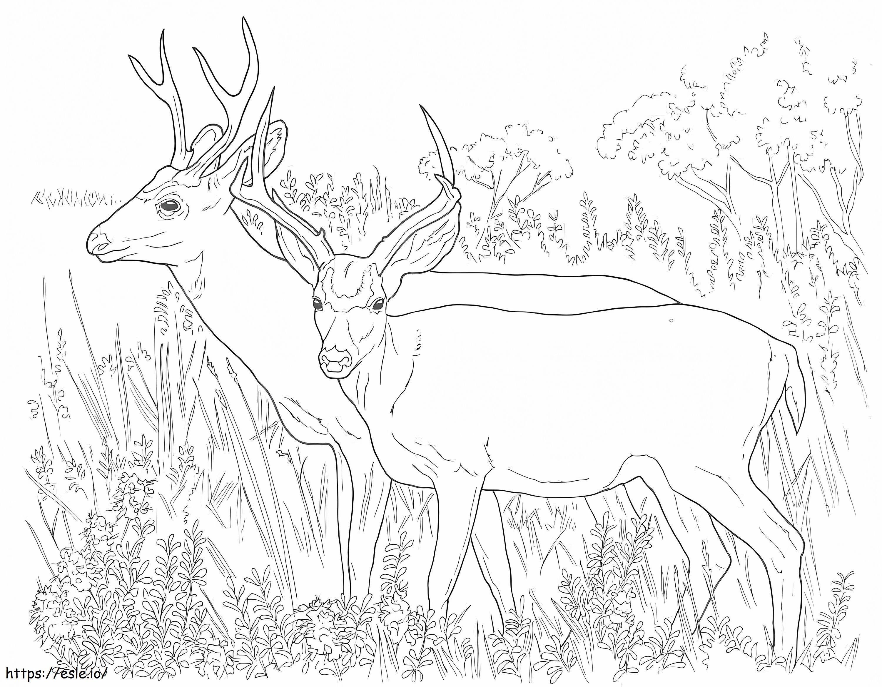 Coloriage Deux cerfs de Virginie à imprimer dessin
