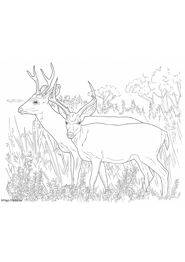 Two White Tailed Deers coloring page