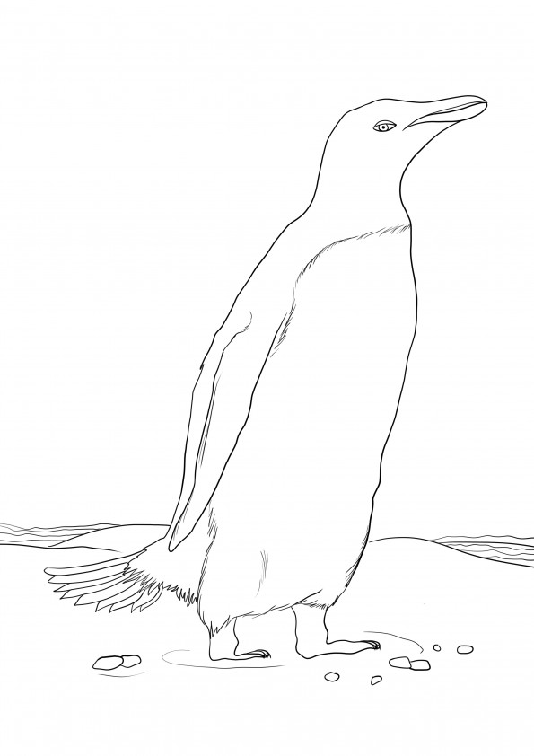 Imagen de pinguino para colorear e imprimir gratis