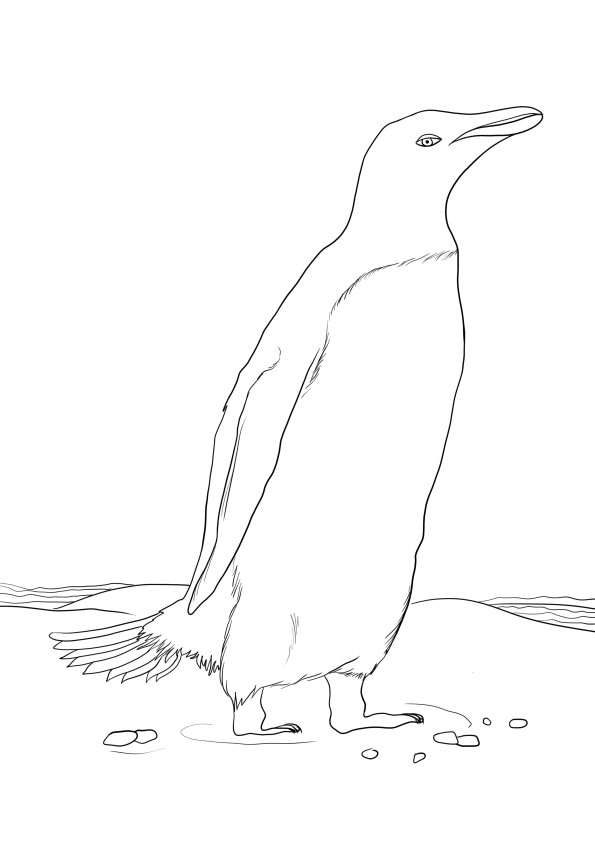 Penguin image to color and print for free
