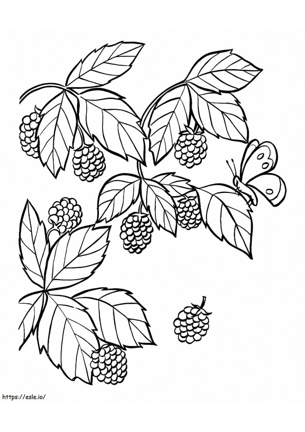 Blackberrys And Mariposa coloring page