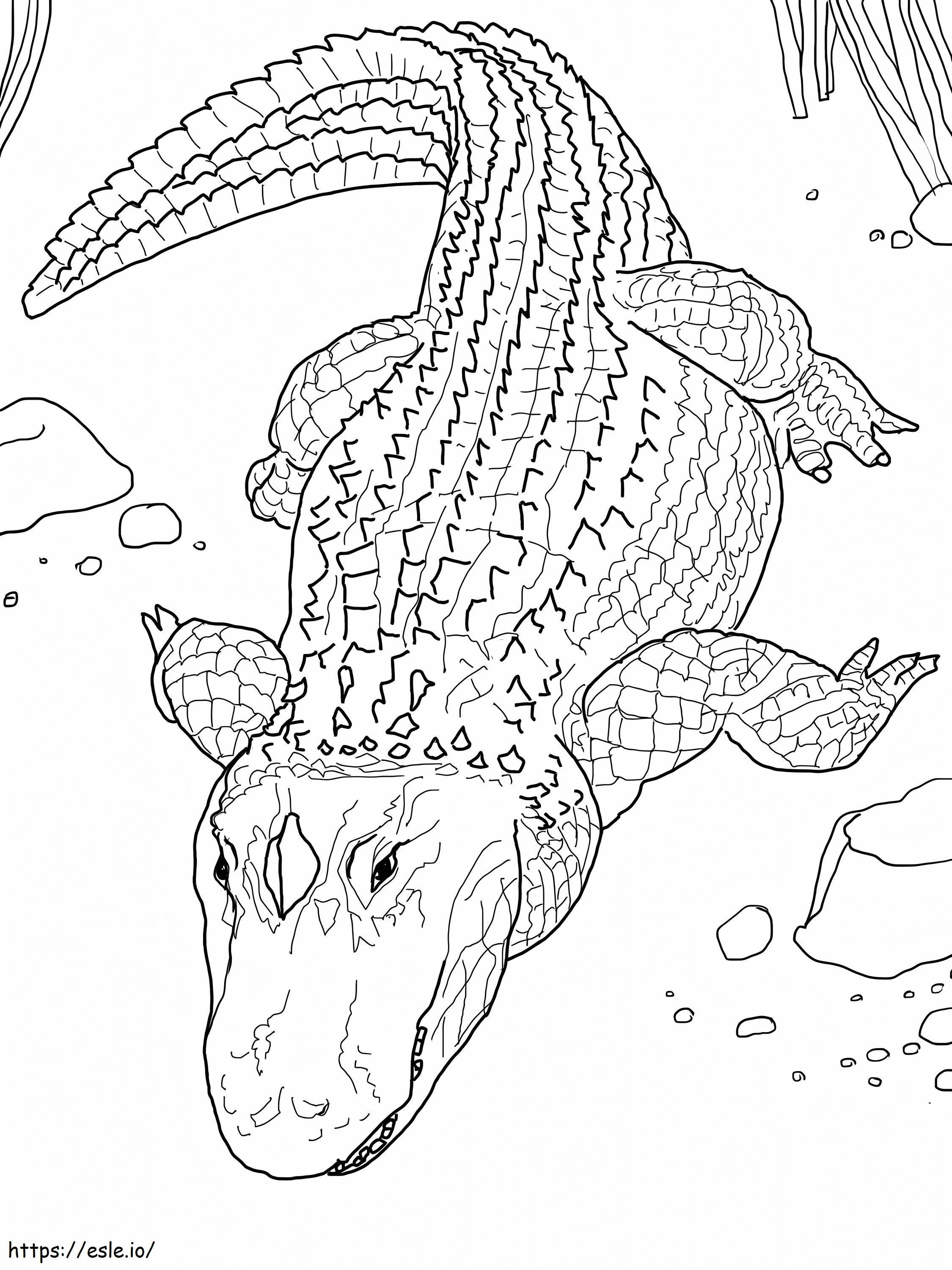 Coloriage Images gratuites de crocodiles à imprimer dessin