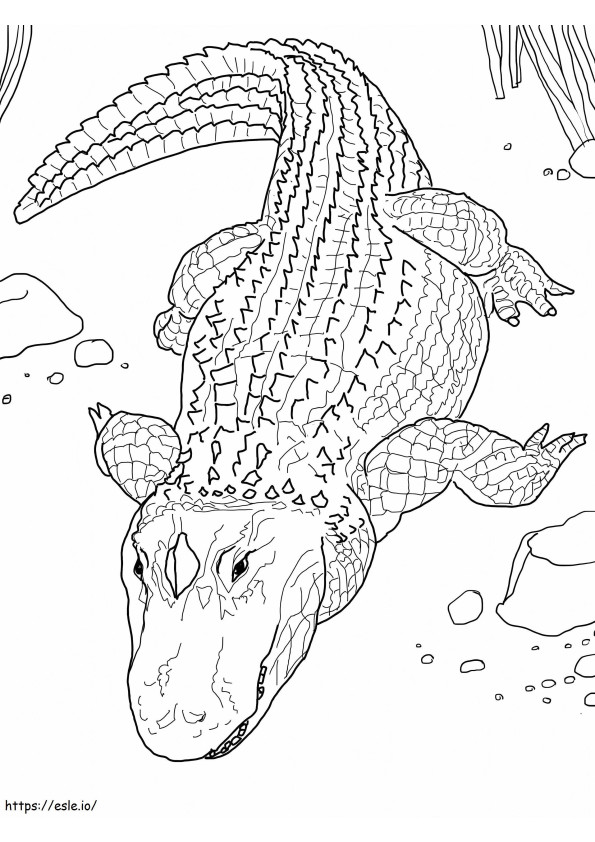 Krokodyl Darmowe obrazy kolorowanka
