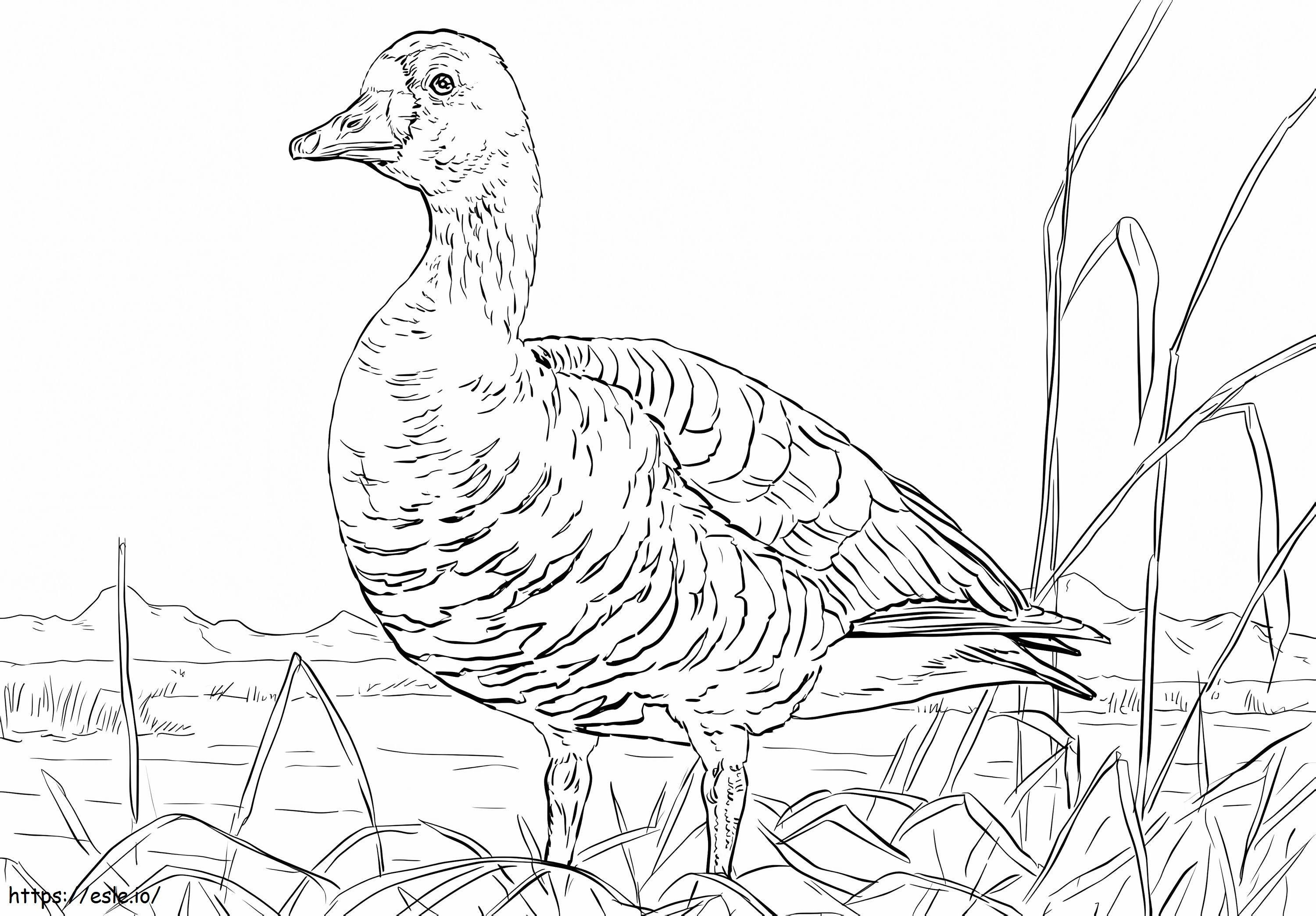 Greater White Goose coloring page