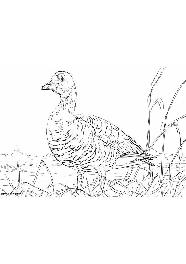 Greater White Goose coloring page