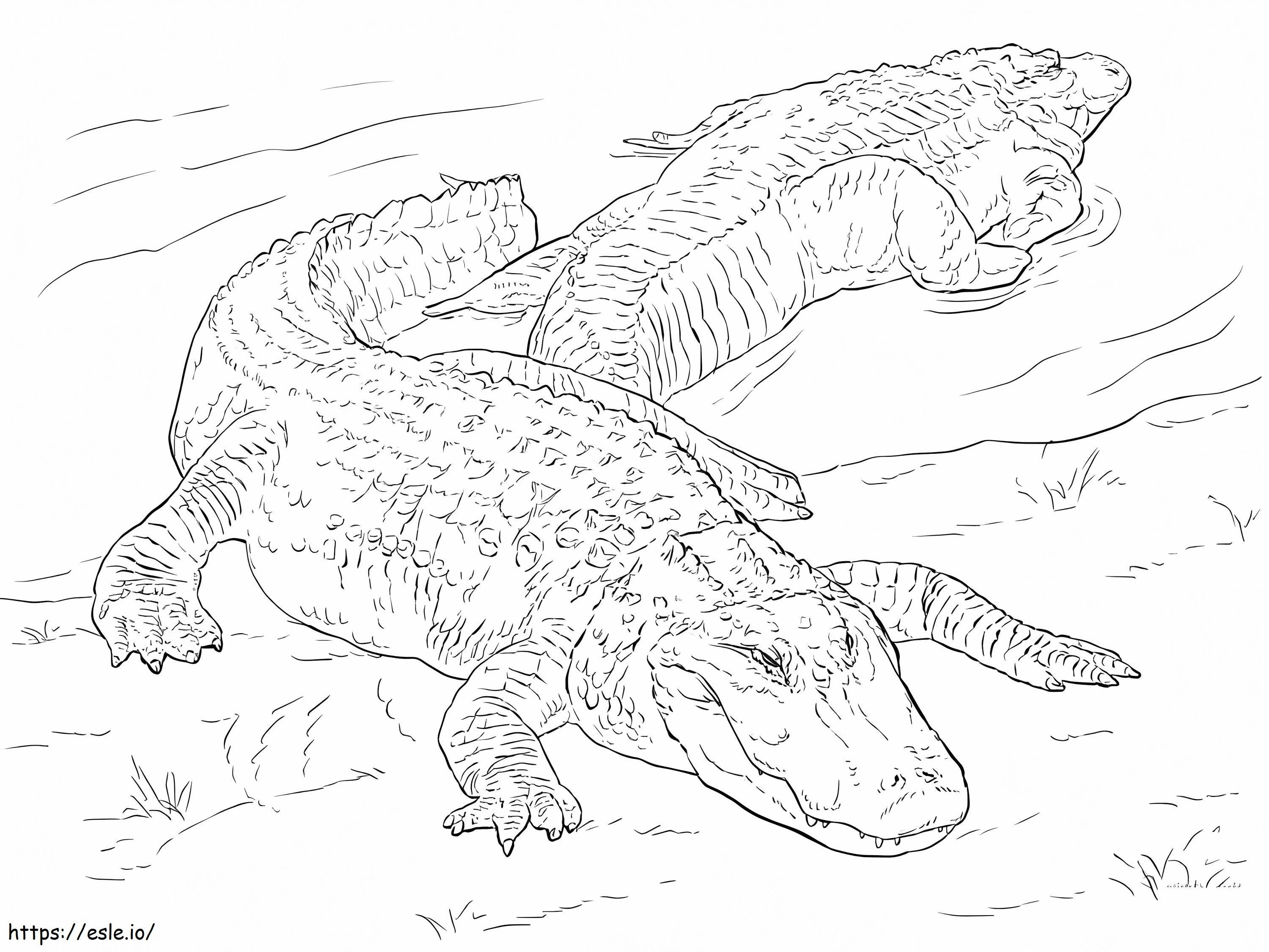 American Alligators coloring page