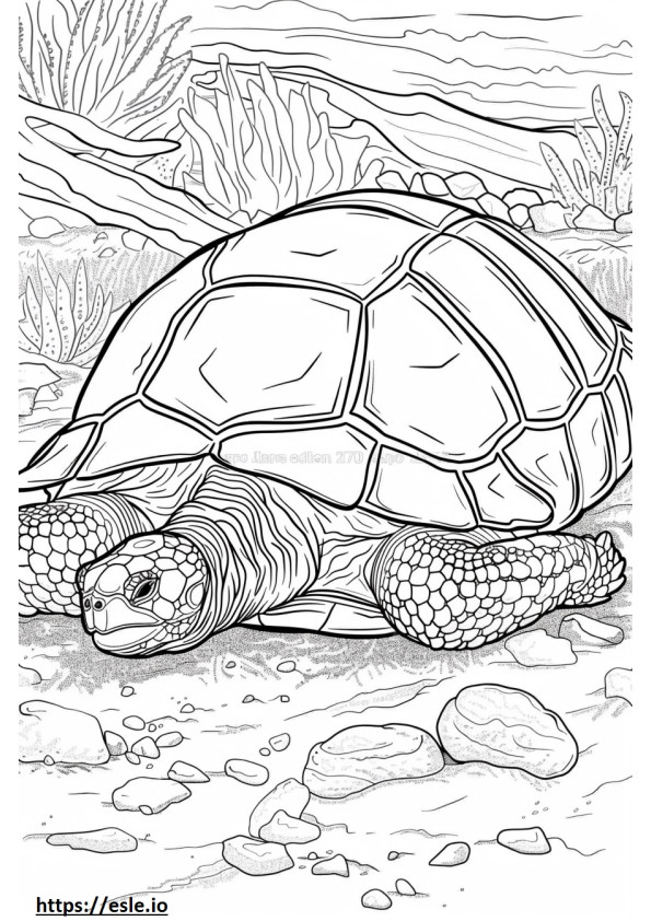 Żółw Sulcata śpi kolorowanka