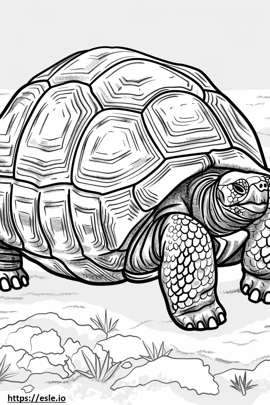 Sulcata-schildpad slaapt kleurplaat kleurplaat