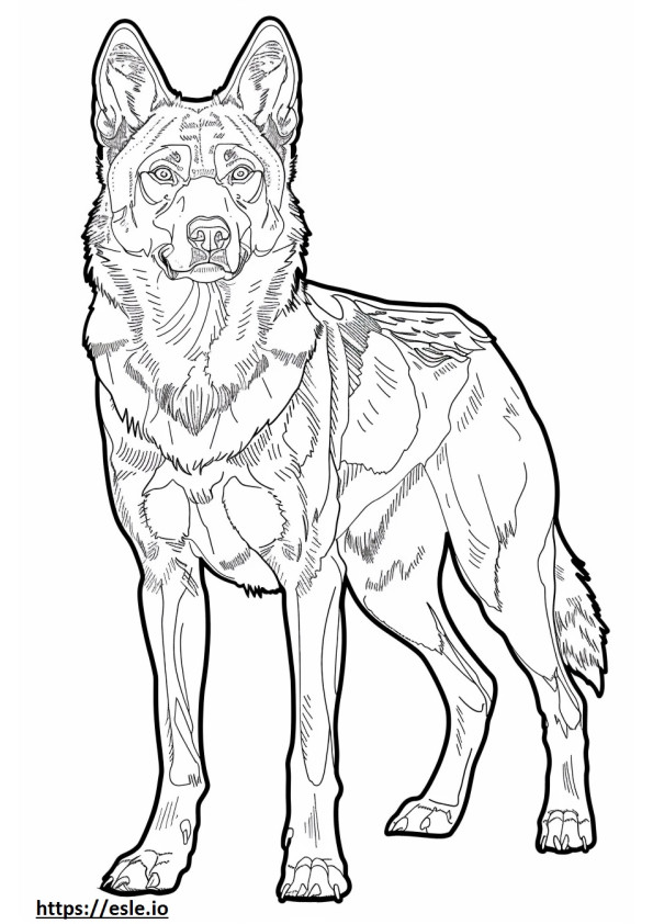 Câine lup cehoslovac cu corp întreg de colorat