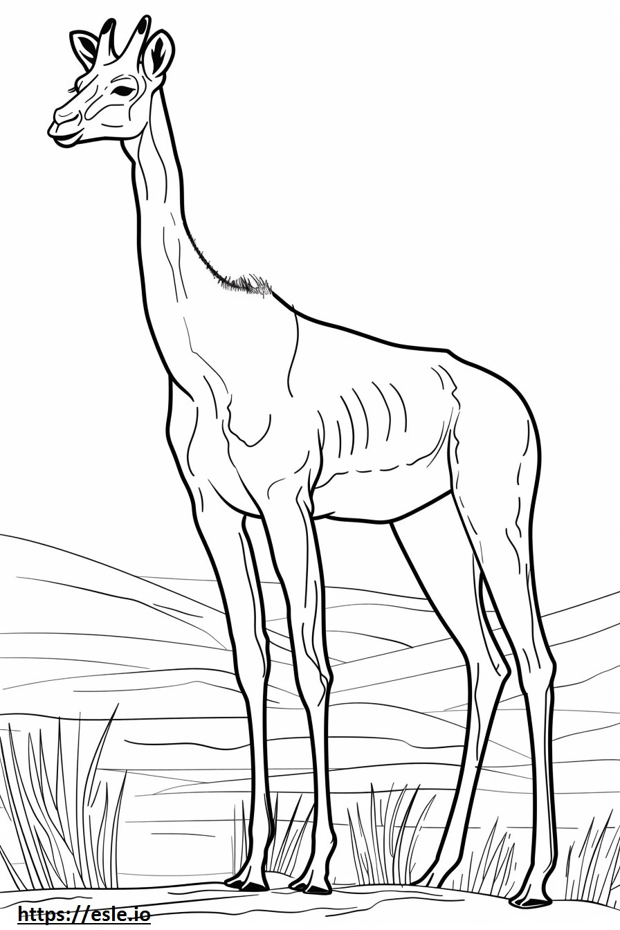 Abyssinian full body coloring page