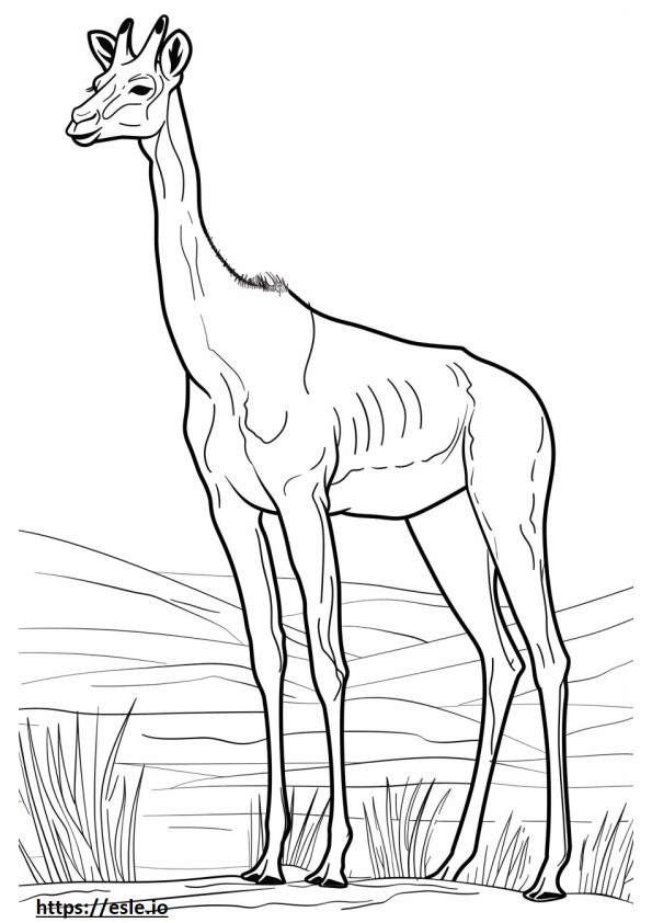 Abyssinian full body coloring page