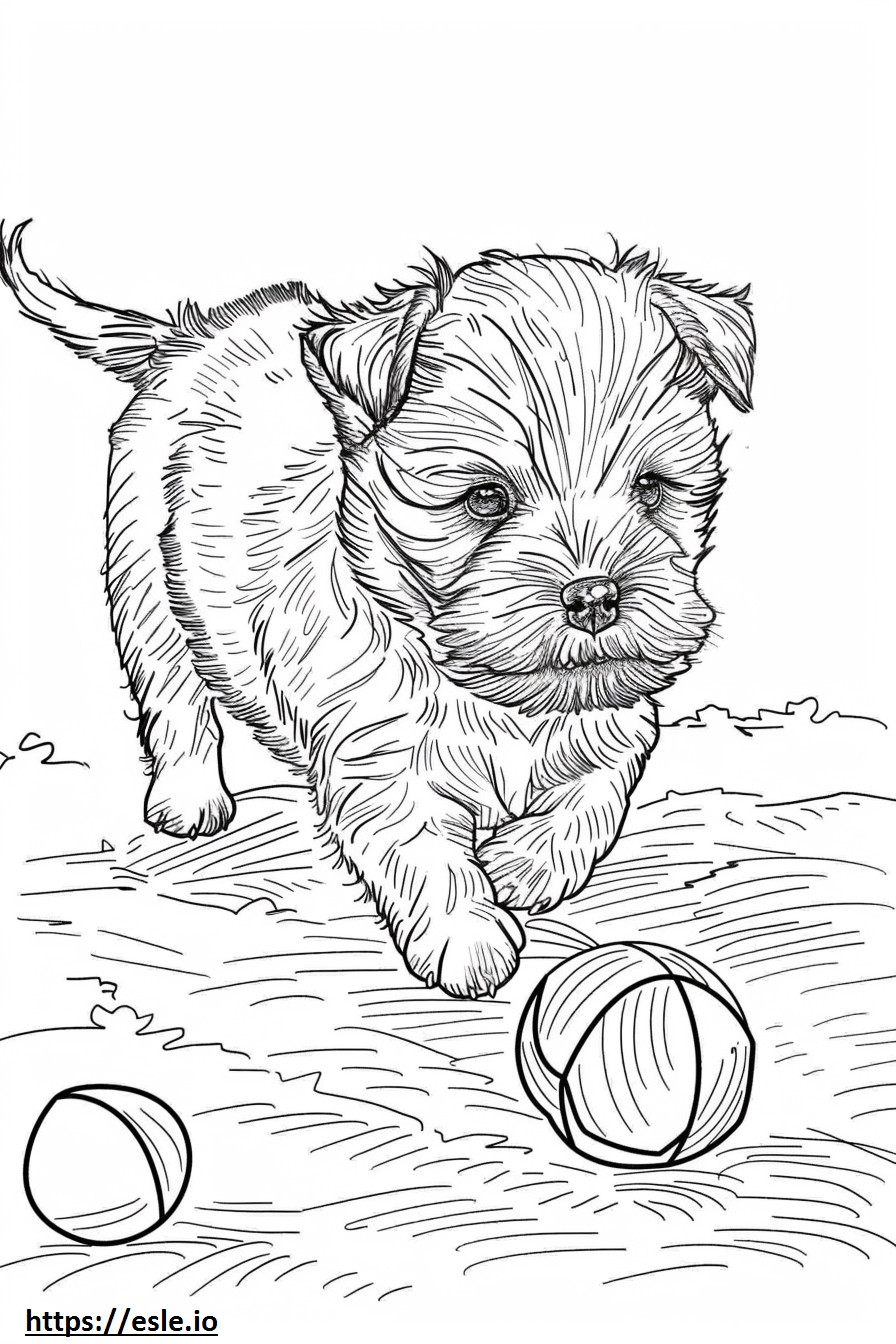 Affenpinscher Playing coloring page