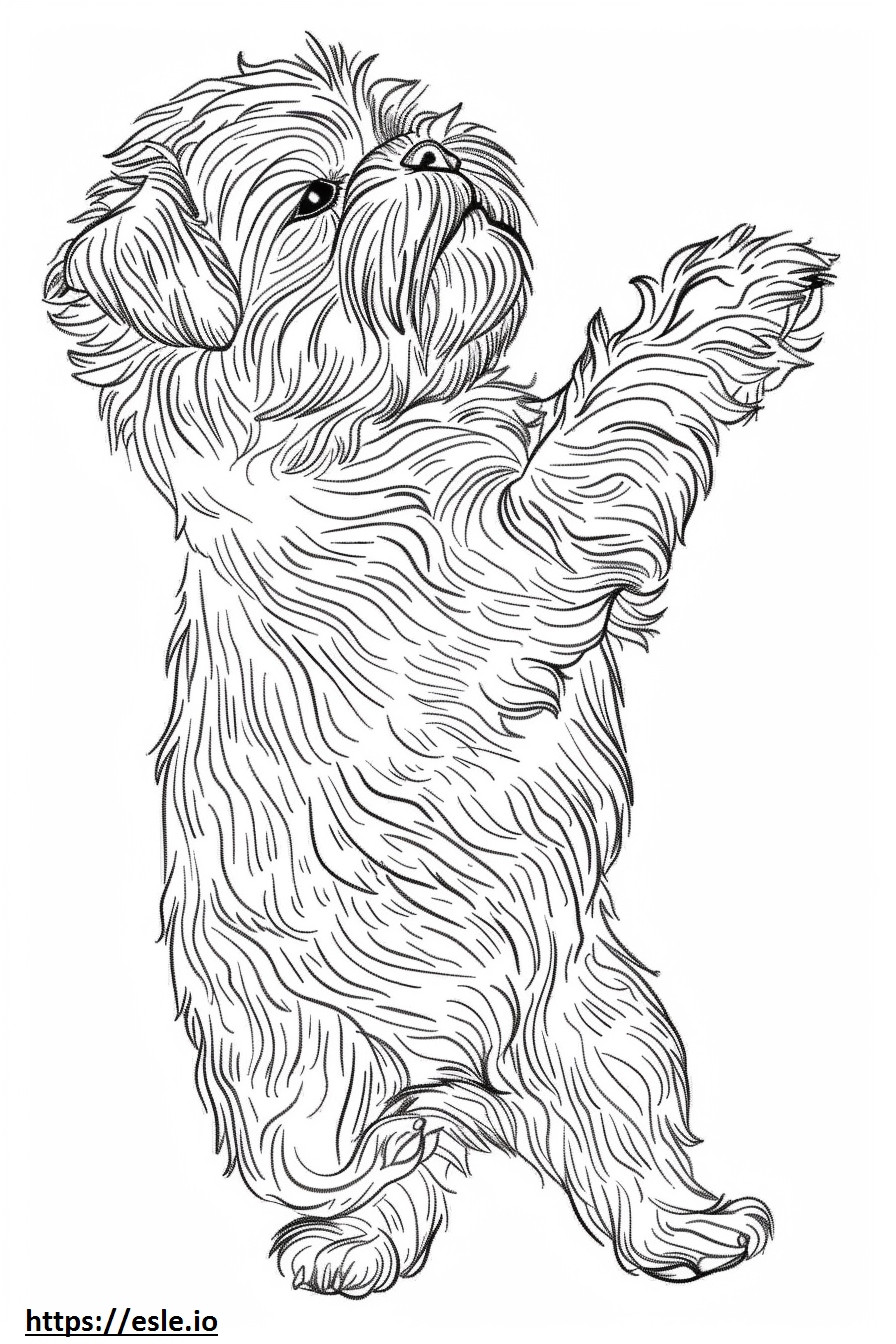 Affenpinscher Playing coloring page