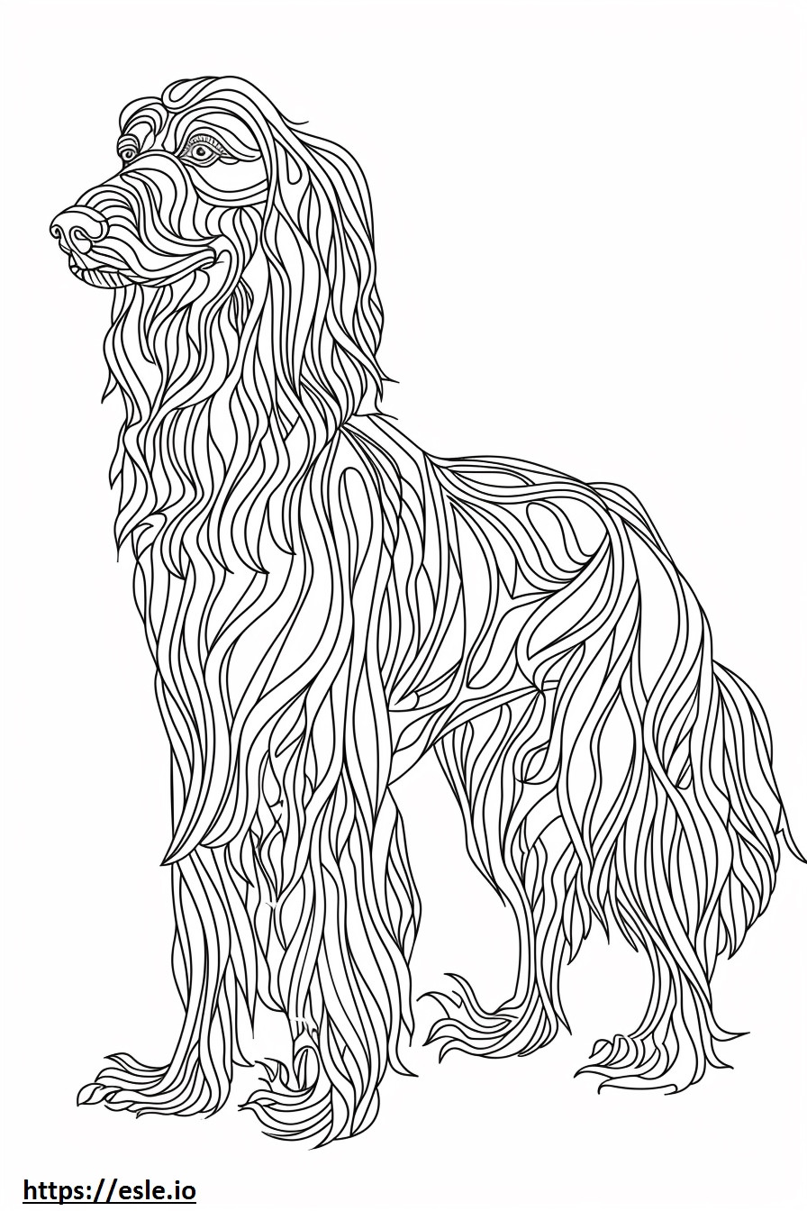 Afghan Hound full body coloring page